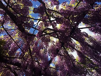 Low angle view of flower tree