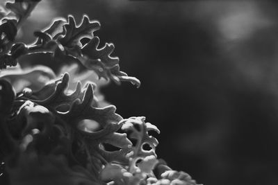 Close-up of water drops on flowering plant