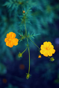 Close-up of yellow cosmos flower