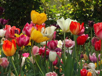 Close-up of tulips in park