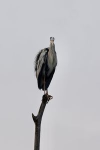 A grey heron grooms itself after sunrise at pasir ris park in singapore 
