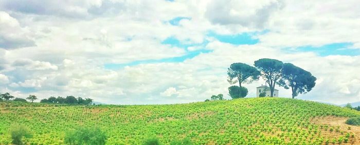 Scenic view of agricultural field against sky