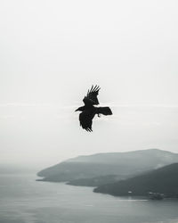 Bird flying over sea against sky