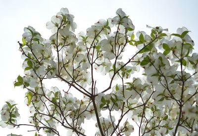 Low angle view of flowering plant against clear sky