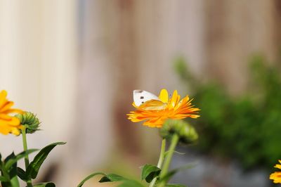 Close-up of insect on yellow flower