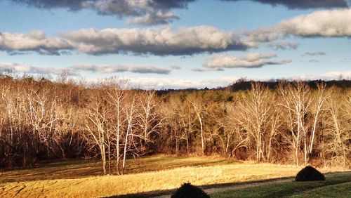 Scenic view of trees on field against sky