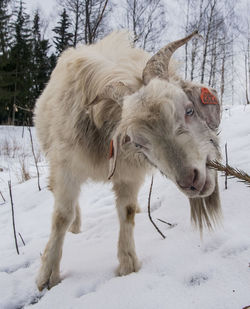 Goat on snow covered field