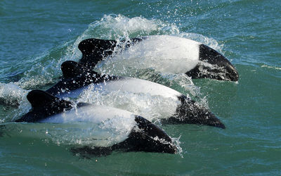 View of dolphin in sea