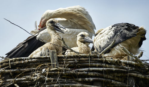 Young birds of the white stork , ciconia ciconia, with uncoloured beak in the nest