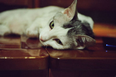 Close-up of cat relaxing at home