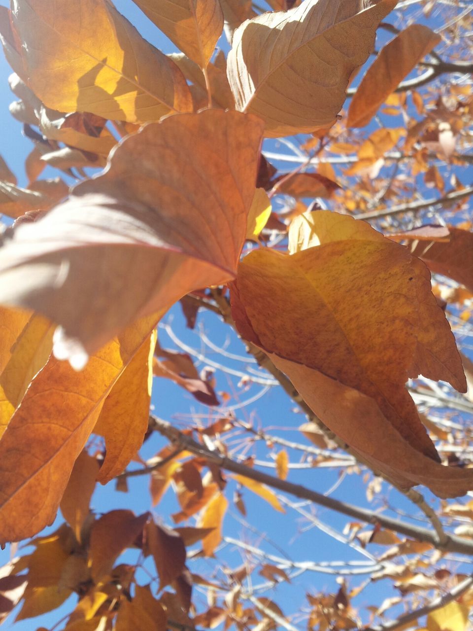 low angle view, branch, leaf, tree, nature, growth, autumn, close-up, change, sky, day, beauty in nature, sunlight, season, outdoors, directly below, no people, leaves, clear sky, focus on foreground