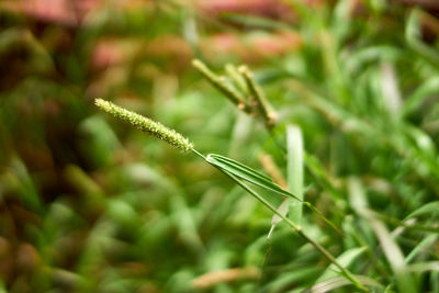 Close-up of plant