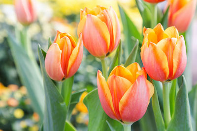 Close-up of red tulip