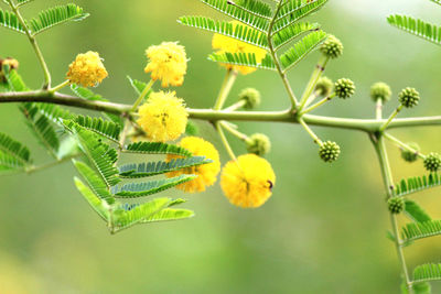 Close-up of yellow flowering plant