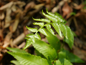 Close-up of fresh green leaves