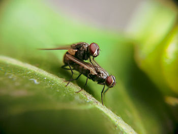 Close-up of housefly on leaf