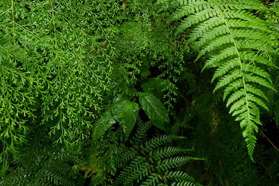 High angle view of fern leaves on land