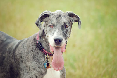 Close-up of great dane on field