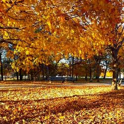 Autumn leaves in park