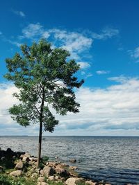 Tree by sea against sky