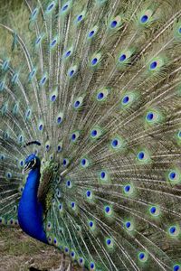 Close-up of peacock