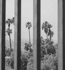 Trees against sky seen through window