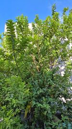 plant