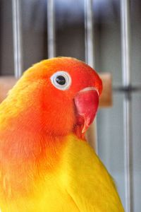 Close-up of parrot in cage