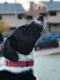 Close-up of dog looking up