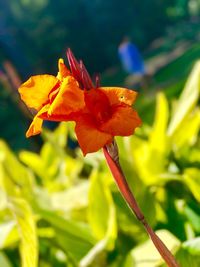 Close-up of day lily blooming outdoors