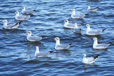 Seagulls in lake