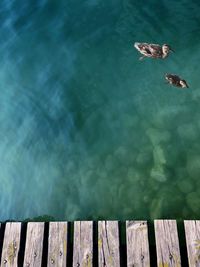 High angle view of ducks swimming on lake