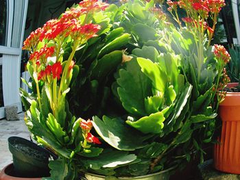 Close-up of flowers for sale