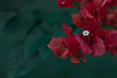 Close-up of red flowering plant