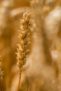 Close-up of wheat growing on field