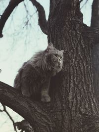 Cat sitting on tree trunk