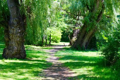 Footpath leading towards trees