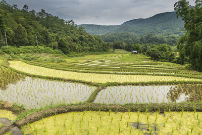 Beautiful view, rice terraces, mae klang luang, doi inthanon, chiang mai, thailand