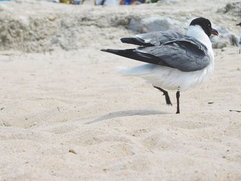 Bird on sand