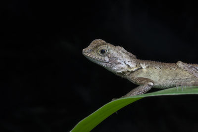 Close-up of a lizard