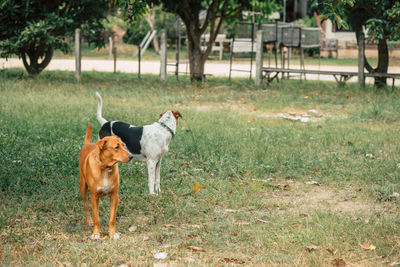 View of a dog on field