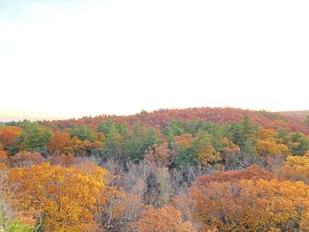 Scenic view of trees against clear sky during autumn
