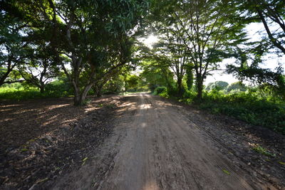 Road passing through forest