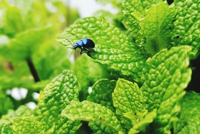 Close-up of insect on plant