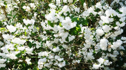 Close-up of white flowers