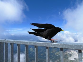 Bird perching on railing against sky