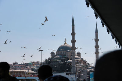 Flock of birds flying in city