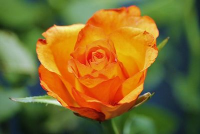 Close-up of wet rose blooming outdoors