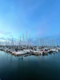 Sailboats moored in harbor