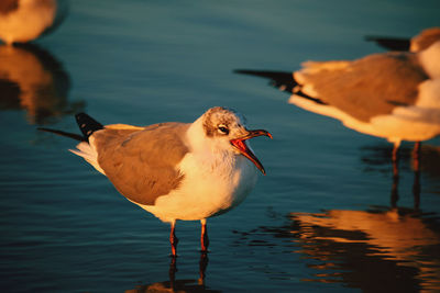 Close-up of bird